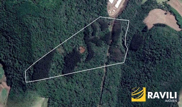 Área de Eucaliptos em Vista Alegre Ibicaré SC para Venda!