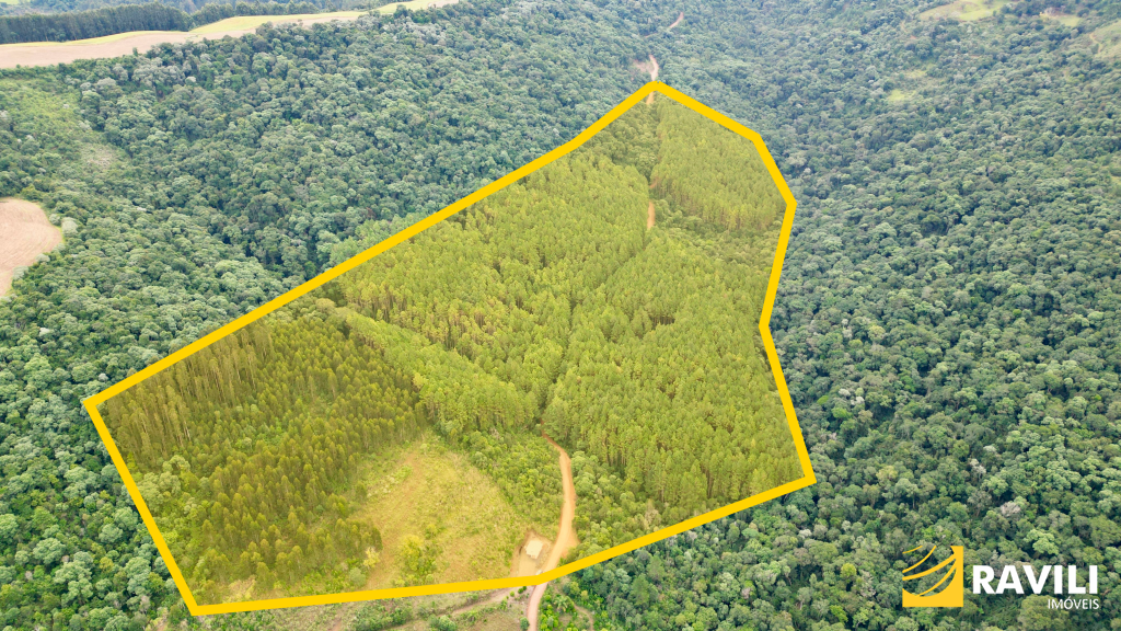 Floresta de Pinos em Ponte Serrada SC.